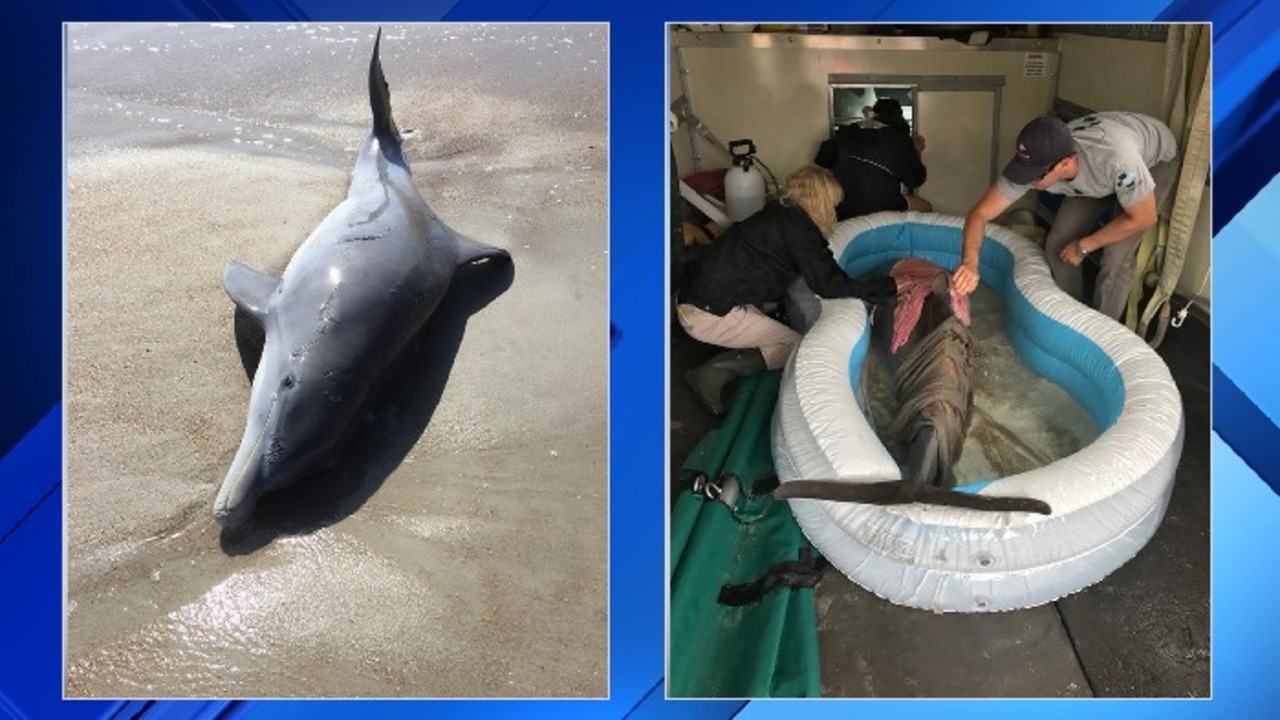 Dolphin beaches itself after apparent propeller injury